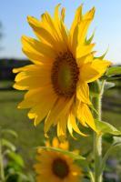 Photography - Sunflower Series 1 - Photography