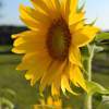 Sunflower Series 1 - Photography Digital - By Jet Tadlock, Landscape Digital Artist