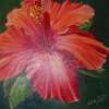 Hibiscus - Acrylic Paintings - By Aimee Liukko, Realistic Painting Artist