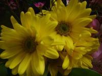 Flowers - Yellow Ones - Digital Photography