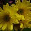Yellow Ones - Digital Photography Photography - By B Scott, Digital Photography With Flowe Photography Artist