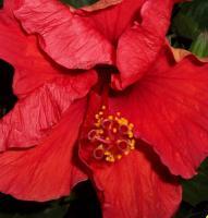 Flowers - Hibiscus In Crimson - Digital Photography