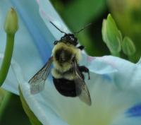 Bees - Bee Mine - Digital Photography