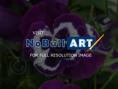 Flowers - Purple Pansy - Digital Photography