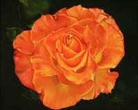 Floral - Deep Orange Rose - Oil On Canvas
