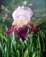 Floral - Red Deep Iris - Oil On Canvas