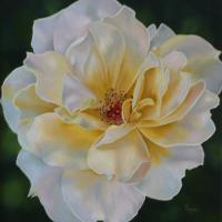 Yellow Solo Rose - Oil On Canvas Paintings - By Teresa Ramsey, Realism Painting Artist