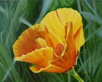 Golden Poppy - Oil On Canvas Paintings - By Teresa Ramsey, Realism Painting Artist