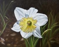 White Daffodil With Yellow Center - Oil On Canvas Paintings - By Teresa Ramsey, Realism Painting Artist