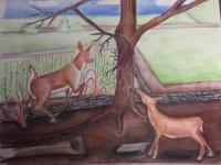 Afternoon In The Country - Colored Pencil Drawings - By Steve Johnson, Wildlife Drawing Artist