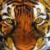 Tigers Mask Oil Painting - Oil Canvas Paintings - By Natalja Picugina, Impressionism Painting Artist