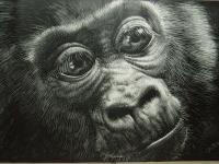 Curiosity - Scratchboard Other - By Joanna Gates, Realism Other Artist