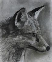 Animals - Fox - Charcoal