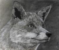 Fox2 - Mixed Drawings - By Wendy Jones, Realism Drawing Artist