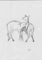Deer - Pencil Drawings - By Pseudonym ~, Sketch Drawing Artist