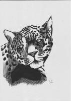Jaguar - Ink Drawings - By Pseudonym ~, Sketch Drawing Artist