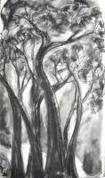 Trees - Charcoal Drawings - By Michelle Murphy, Abstract Impressionism Drawing Artist