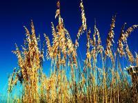 Color Photography - Sea Grass - Digital