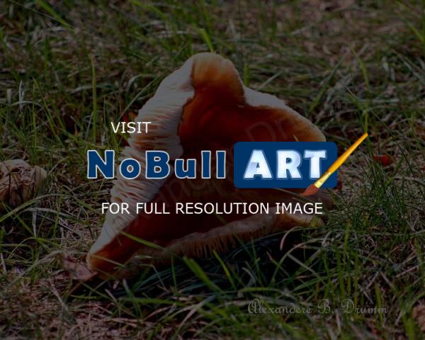 Photo - Musroom - Photo  Digital