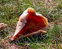 Musroom - Photo  Digital Photography - By Alexander Drumm, Landscape Photography Artist