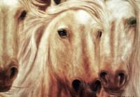 White Horses - Pastel Paintings - By Charlotte Sprem, Realism Painting Artist