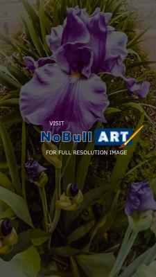 Photography - Spring Iris - Digital Arts