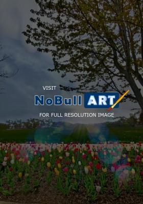 Photography - Springtime Tulips - Digital Arts