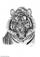 Animals - Tiger - Pen And Ink