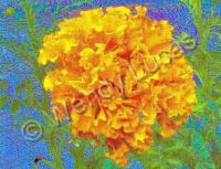 Crazy Carnations - Photography Digital - By Wendy Lucas, Impressionist Digital Artist