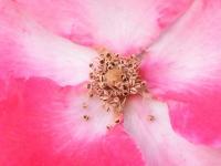 Pink III - Photography Photography - By Wendy Lucas, Realistic Photography Artist