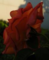 Photography - The  Rose 3 - Photography