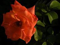 Photography - The  Rose 8 - Photography
