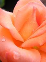 The  Rose 9 - Photography Photography - By Wendy Lucas, Realistic Photography Artist