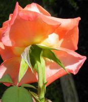 Photography - The  Rose 10 - Photography
