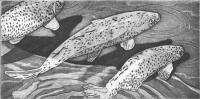 Koi - Etching Printmaking - By William Holt, Etching With Aquatint Printmaking Artist