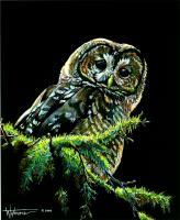 Owl - Mixed Medium Other - By Stephen Wetmore, Scratchart Other Artist