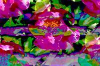 Petals - Photography Photography - By Keith Bond, Abstract Photography Artist