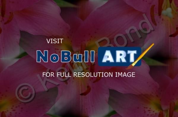 Floral - Pink Lily - Photography