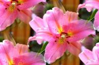 Lilies In My Garden - Photography Photography - By Keith Bond, Floral Photography Artist