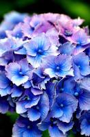 Hydrangea - Photography Photography - By Keith Bond, Floral Photography Artist