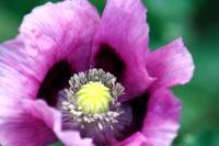 Poppy - Photography Photography - By Keith Bond, Floral Photography Artist