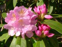 Nature - Rhodedendron - Photography