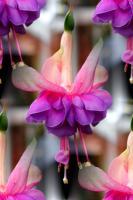 Fuchsias - Photography Photography - By Keith Bond, Floral Photography Artist