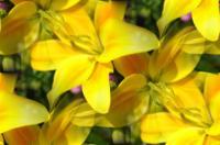 Floral - Yellow Lilies - Photography