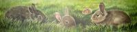 Yard Long - Bunny Rabbits Yard Long - Watercolor