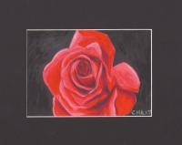Red Rose - Mixed Media Drawings - By Carl Parker, Realist Drawing Artist