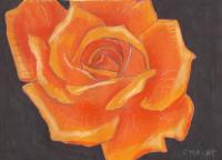 Orange Rose - Mixed Media Drawings - By Carl Parker, Realist Drawing Artist