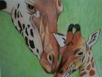 Hannahs Giraffes - Colored Pencil Drawings - By Carl Parker, Realist Drawing Artist