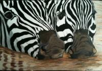 Zebra Noses - Colored Pencil Drawings - By Carl Parker, Realist Drawing Artist