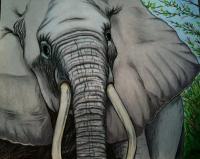 Bull Elephant - Colored Pencil Drawings - By Carl Parker, Realist Drawing Artist